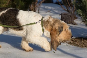 Grand basset griffon vendeen - 4