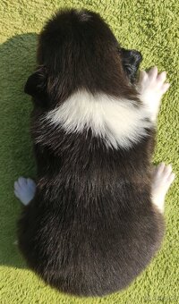 Rasowy Pies Border Collie - TEXAS z pełną dok. z hodowli do - 4