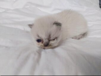 Kocięta długowłose – w typie Perski - 4