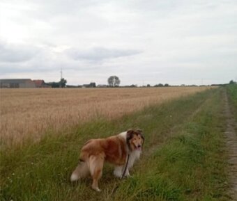 Reproduktor owczarek Szkocki - 4