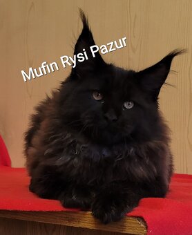 Śliczny kocurek maine coon - 4
