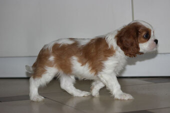 Cavalier King Charles Spaniel szczeniaczki ZKwP po CH.PL. - 4