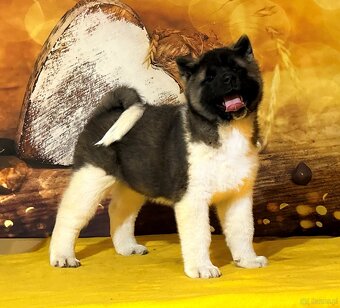 Szczenię rasy akita amerykańska z rodowodem - 4