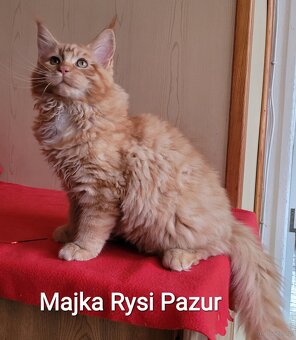 Mruczącą koteczka maine coon - 4