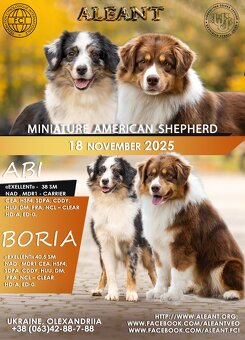 Miniaturowy Owczarek Amerykański trójkolorowy piesek (n/b) - 4