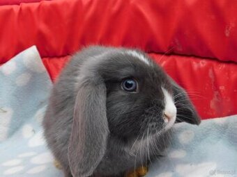 Piękne baranki mini lop niebieskie - 4