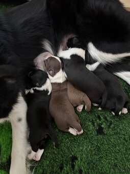 Border Collie z PP /FCI/ szczenięta - 4