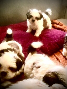 Szczeniaczki shih tzu trikolor - 4