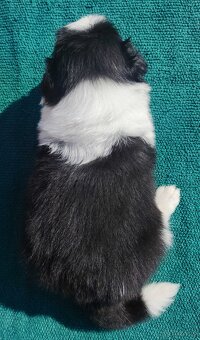 Border Collie - przebadani sprawdzeni rodzice, piękne szczen - 4
