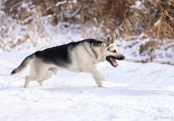 Owczarek Wschodnioeuropejski - 4