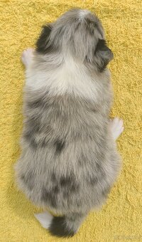 Wspaniała suczka blue-merle BORDER COLLIE - przebadani rodz, - 4