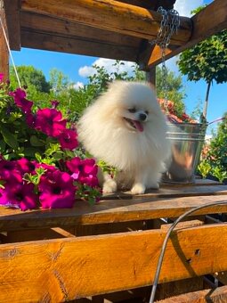SZPIC MINIATUROWY POMERANIAN PIĘKNY MALUTKI BIAŁY REPRODUKTO - 4
