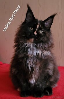 Rozkoszna szylkretka maine coon - 4