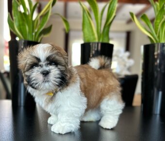 Szczeniaczki Shih Tzu z rodowodem - 4