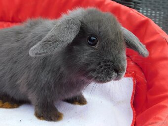Niebieskie baranki mini lop samiczki - 4