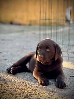 Labrador Retriever Welpen.+43 678 70413678.. - 4