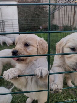 Golden Retriever szczeniaki ZKwP - 4