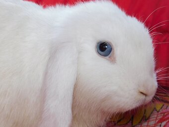 Baranki mini lop - 4