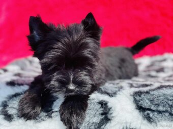 York czarny Zyzio Black Yorkshire Terrier. - 4