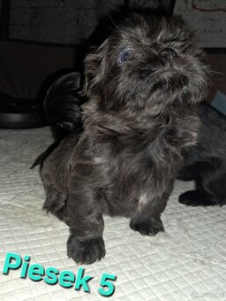 Sprzedam  shih-tzu - 4