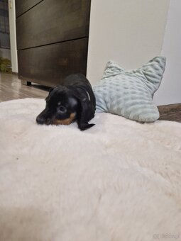 Szczeniak jamnik - 4