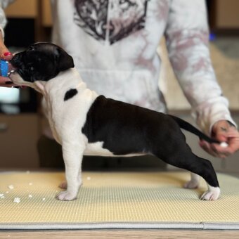 Ekskluzywne szczenięta Ruffian Amstaff - 4