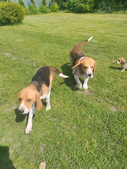 Beagle - 4
