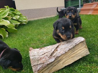 Szczenię, szczenięta rasy Beauceron (Berger de Beauce) - 4