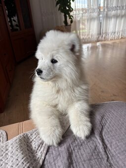 Śliczne pieski Samoyed - 4