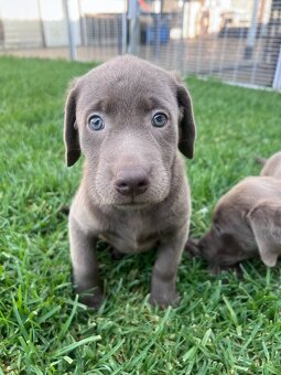 Labrador Welpen.+43 678 70413678.. - 4