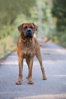 Tosa - stud dog - 4