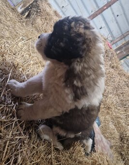 Bernardyn szczenięta-śliczne - 4