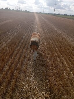 Reproduktor owczarek Szkocki - 4