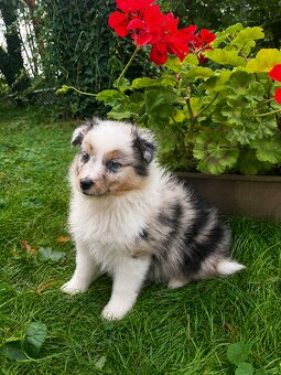 Sheltie, shetland sheepdog, owczarek szetlandzki, piesek - 4