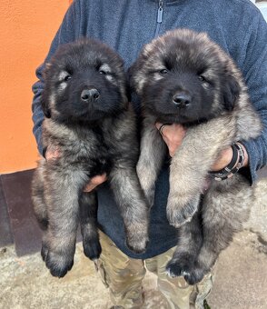 Szczenięta Owczarka Kaukaskiego - 4