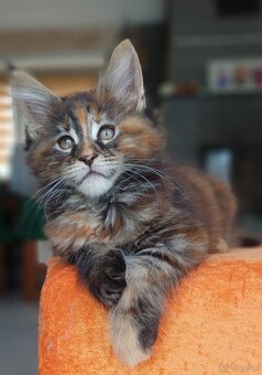 Maine Coon kotka rodowód fpl - 4