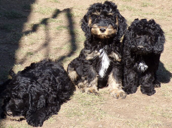 Cockapoo F1, ostatni piesek, czarny - 4
