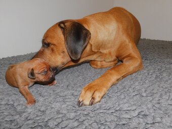 Rhodesian ridgeback- fenka s PP - 4