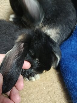 Króliczki mini lop miniaturka baranek - 4