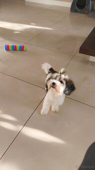 Malshi maleńkie szczęście - 4