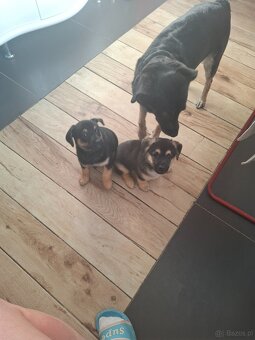 Oddam w dobre ręce - 4