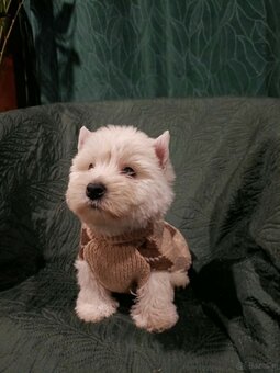 Wzorcowe Westy mega gesty włos white terrier ojciec FCI - 4