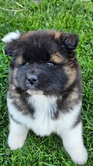 Amerykańska akita z PP - 4