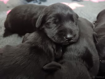 Sznaucer miniaturowy - 4