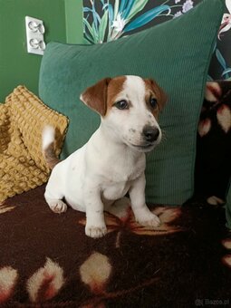 Wzorcowy gładki Jack Russell rodzice FCI - 4