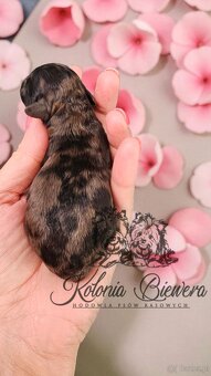 Pudel Miniaturowy piesek Merle Badania genetyczne - 4