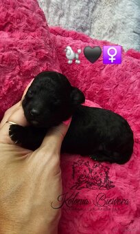 Pudel Miniaturowy sunia i piesek czarny adania genetyczne - 4