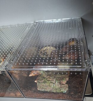 Sprzedam Ślimaki afrykańskie Lissachatina+terrarium - 4