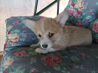 Suczka welsh corgi pembroke ZKwP FCI - 4