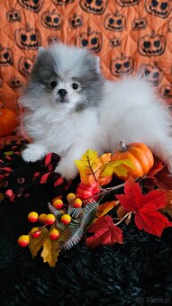 Szpic Miniaturowy/Pomeranian dla Konsenera Blue&white - 4